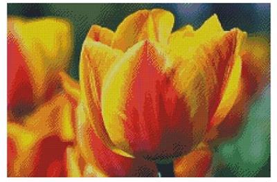 (image for) Tulips